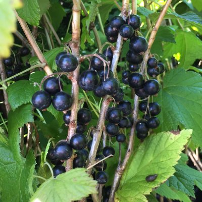 Ribes nigrum Titania, Svarta Vinbär
