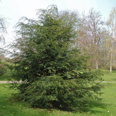Tsuga canadensis, Hemlock