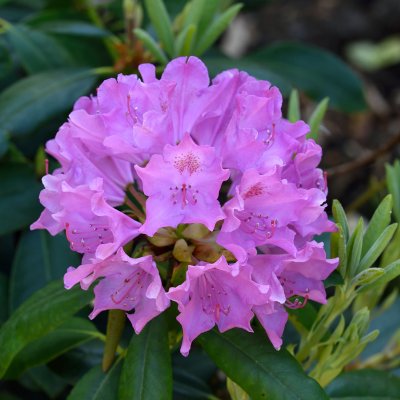 Rhododendron cataw. English Roseum