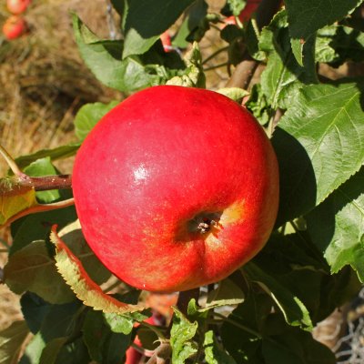 Malus domestica Mantet