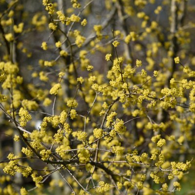 Cornus mas, Körsbärskornell