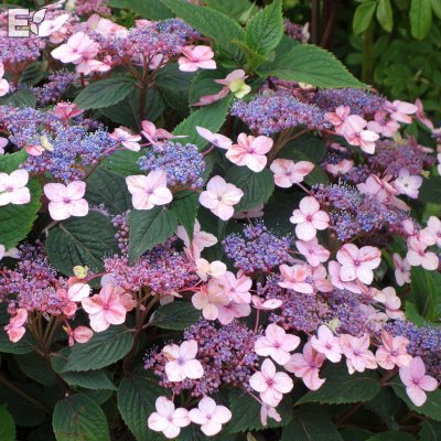 Hydrangea serrata Lamona E