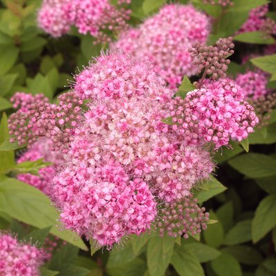 Spiraea japonica Manon