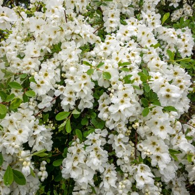 Exochorda racemosa