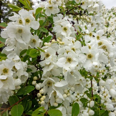 Exochorda racemosa