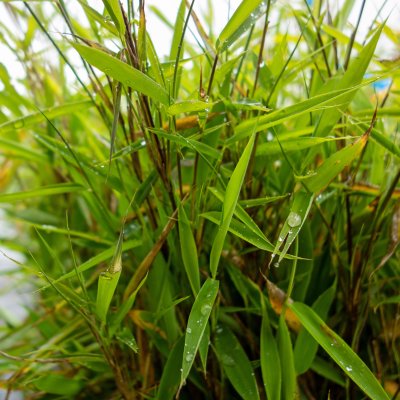 Fargesia murielae Bimbo, Bergbambu