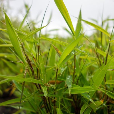 Fargesia murielae Bimbo, Bergbambu