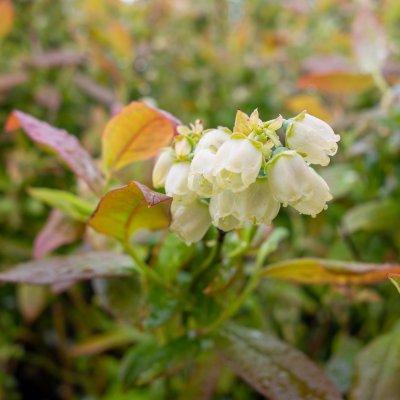 Vaccinium corymbosum Patriot, Amerikansk Blåbär