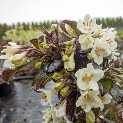 Weigela hybr. Ebony and Ivory ® (Velda), Trädgårdsprakttry, 30-40 C3