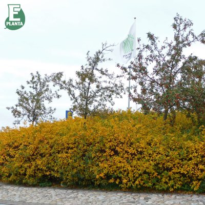 Malus toringo var. sargentii Eskilstuna E, Bukettapel, busk C3,5