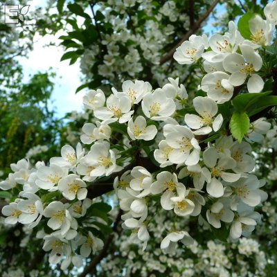 Malus toringo Göteborg E