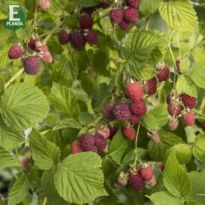 Rubus idaeus Haida E, Hallon