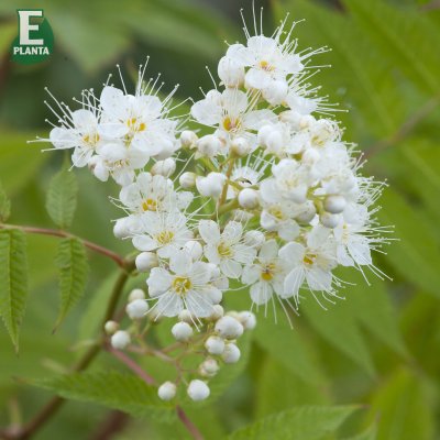 Sorbaria grandiflora Maia E, Liten Rönnspirea
