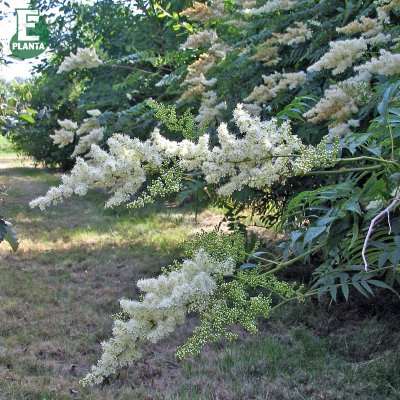 Sorbaria sorbifolia Pia E, Rönnspirea, busk C5