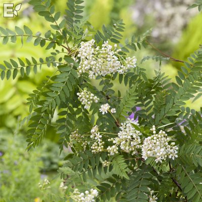 Sorbus frutescens Fk Ås E