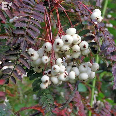 Sorbus frutescens Fk Ås E