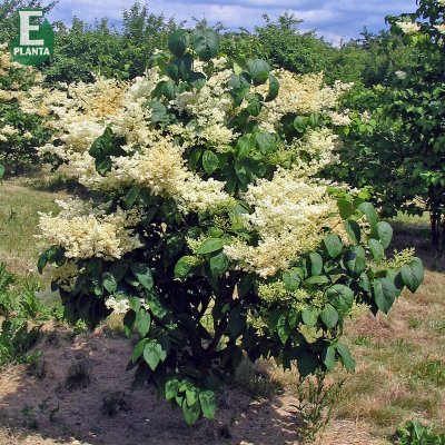 Syringa reticulata Enskede E, Ligustersyrén