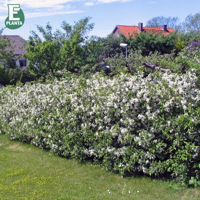 Malus toringo var. sargentii Eskilstuna E, Bukettapel, busk C3,5