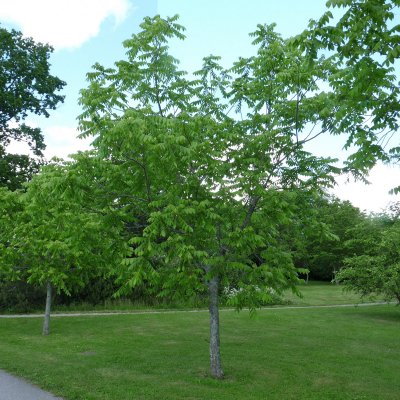 Juglans mandshurica, Manchurisk Valnöt
