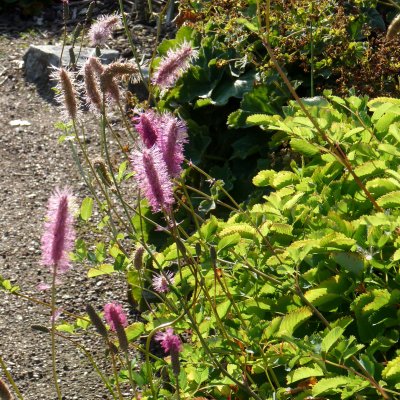 Sanguisorba obtusa, Rosenpimpinell
