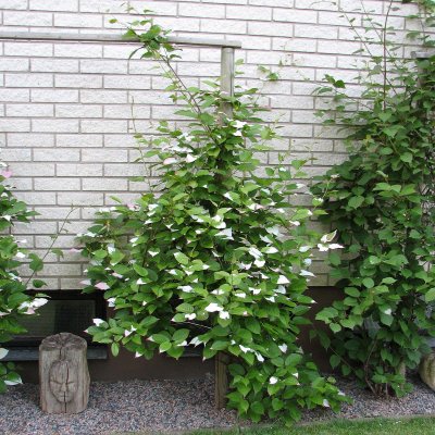 Actinidia kolomikta Oskar, Kameleontbuske, C2