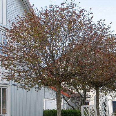 Acer platanoides Globosum, Klotlönn