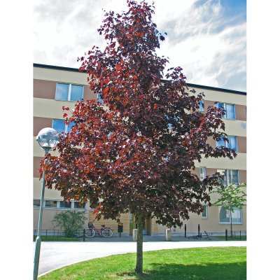Acer platanoides Royal Red, Rödbladig Skogslönn