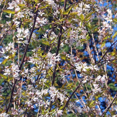 Amelanchier x grandiflora Robin Hill