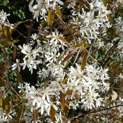 Amelanchier lamarckii Fk Ultuna, Prakthäggmispel, busk C3,5