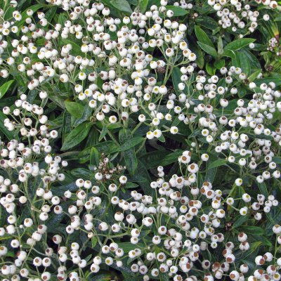 Anaphalis triplinervis Sommerschnee
