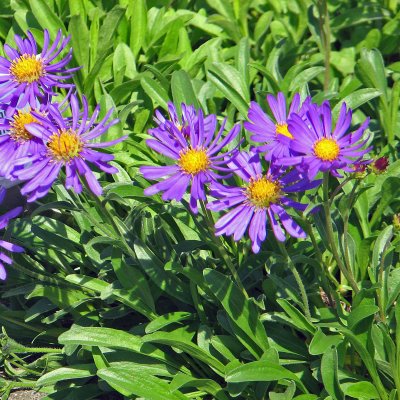 Aster alpinus Dunkle Schöne, Alpaster