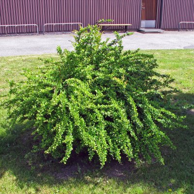 Berberis thunbergii, Häckberberis, busk C3,5