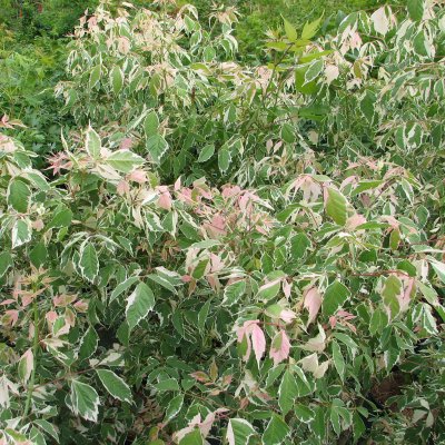 Acer negundo Flamingo, Asklönn, 40-50 C3