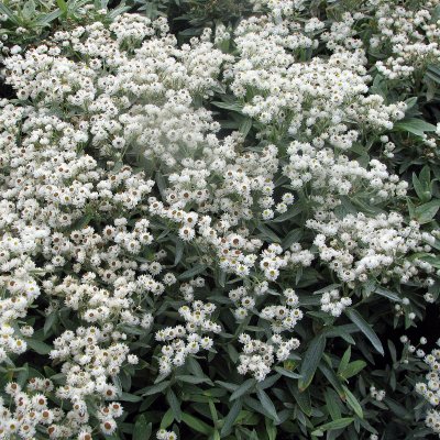 Anaphalis triplinervis Sommerschnee
