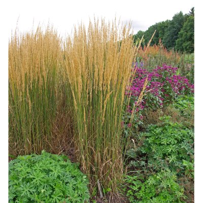 Calamagrostis acutiflora Karl Foerster, Tuvrör