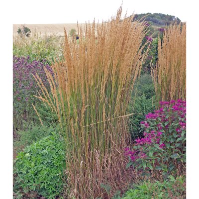 Calamagrostis acutiflora Karl Foerster, Tuvrör
