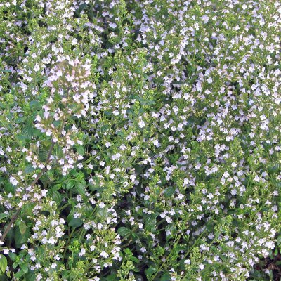 Clinopodium (Calamintha) nepeta White Cloud, Stenkyndel, P9cm