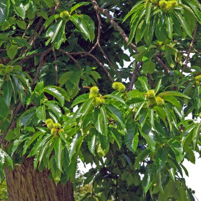 Castanea sativa, Äkta Kastanj, 60-80 C6