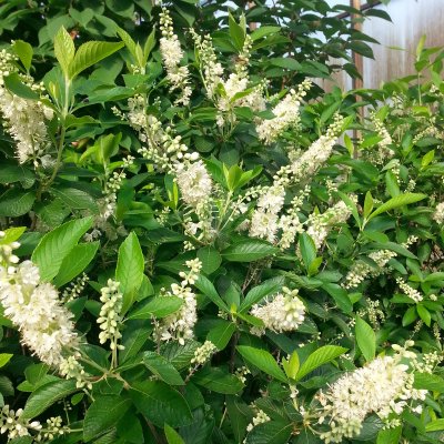 Clethra alnifolia, Konvaljbuske, 40-50 co