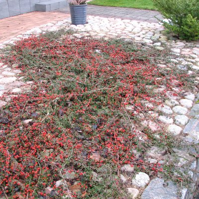 Cotoneaster suec. Coral Beauty, Krypoxbär