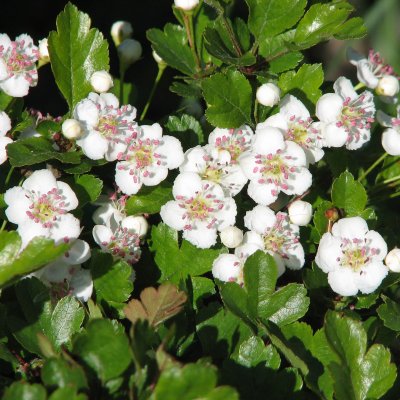 Crataegus monogyna, Trubbhagtorn