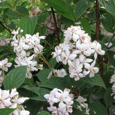 Deutzia hybrida Mont Rose, Deutzia