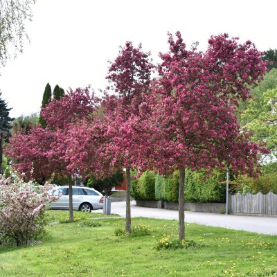 Malus Royal Beauty, Prydnadsapel