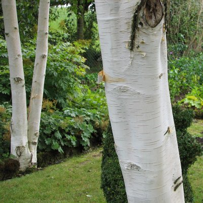 Betula utilis jacquemontii, Himalayabjörk