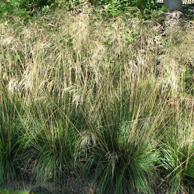 Deschampsia cespitosa Goldschleier, Tuvtåtel, SQ1