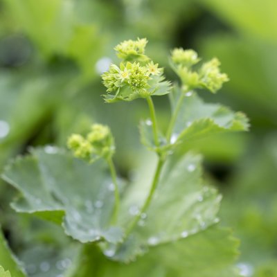 Alchemilla epipsila, Liten Praktdaggkåpa