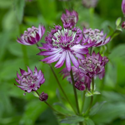 Astrantia major Ruby Wedding