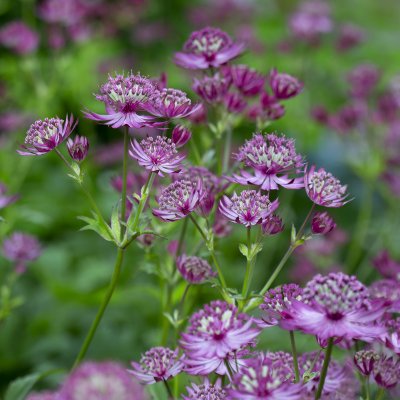 Astrantia major Ruby Wedding