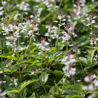 Circaea alpina, Dvärghäxört, C11cm