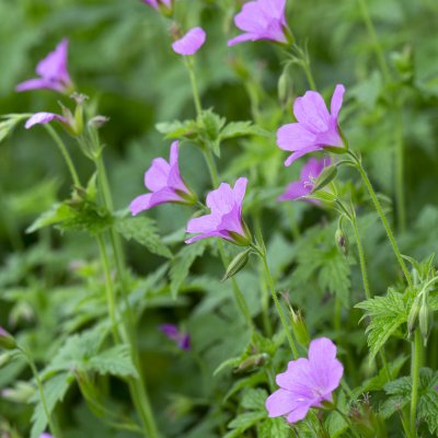 Geranium endressii